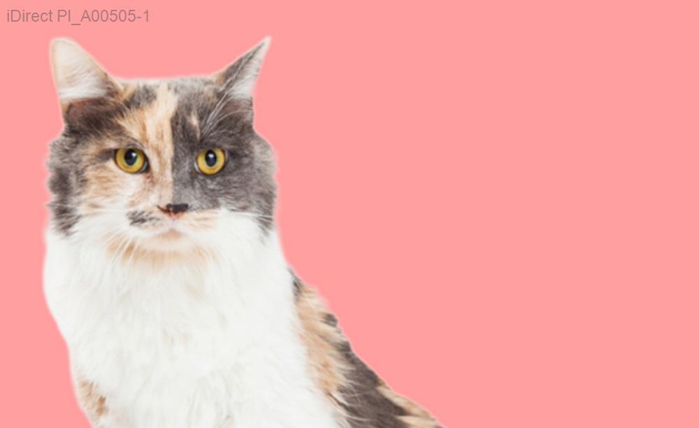 「全台必訪！2023年評價最高的十大寵物美容店推薦大公開」圖片